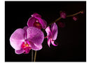 https://www.fotoartgeist.pl/ebaytemp/fototapety/10040906-21/10040906-21.jpg