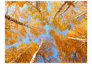https://www.fotoartgeist.pl/ebaytemp/fototapety/100403-68/100403-68.jpg