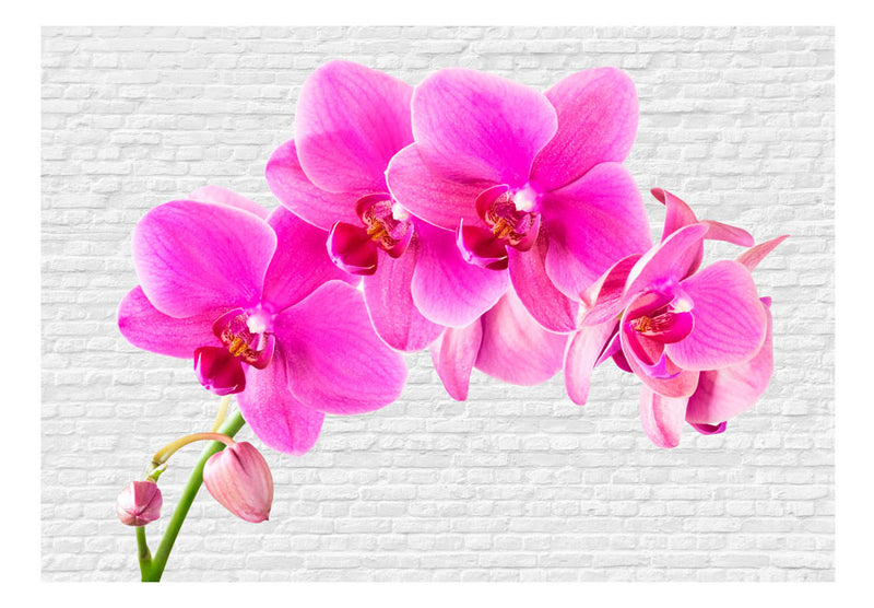 https://www.fotoartgeist.pl/ebaytemp/fototapety/10110906-101/10110906-101.jpg