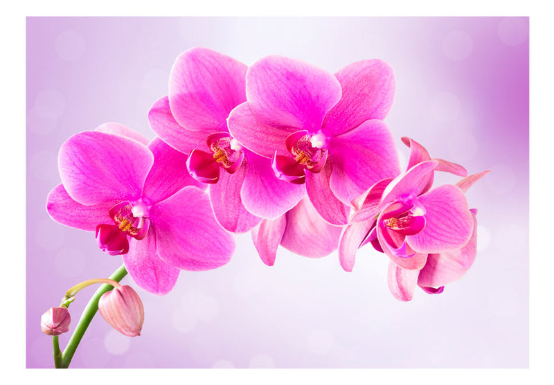 https://www.fotoartgeist.pl/ebaytemp/fototapety/10110906-120/10110906-120.jpg