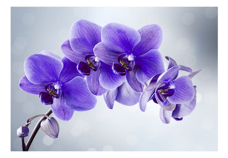 https://www.fotoartgeist.pl/ebaytemp/fototapety/10110906-121/10110906-121.jpg
