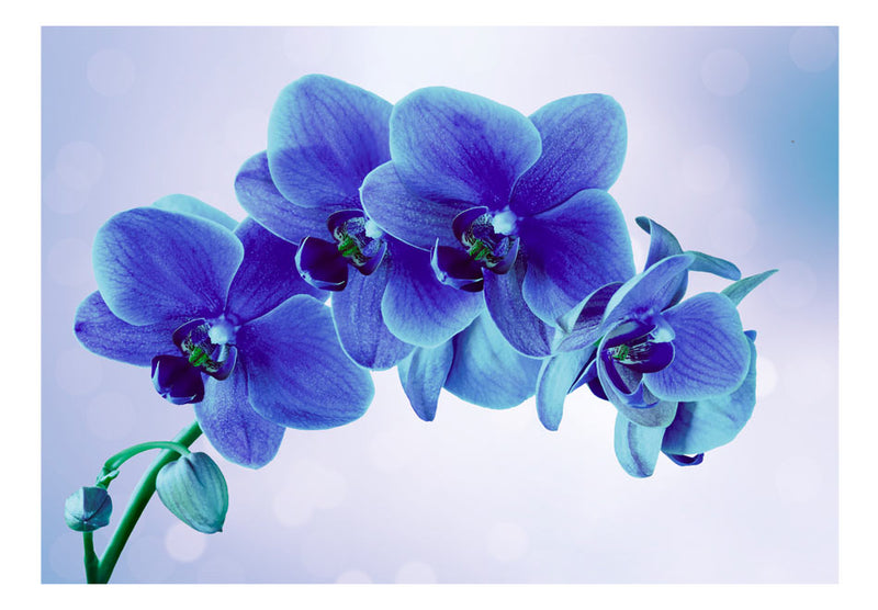 https://www.fotoartgeist.pl/ebaytemp/fototapety/10110906-122/10110906-122.jpg