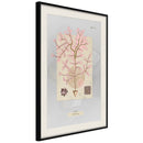 Poster - Seaweed  - zwart passepartout
