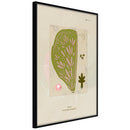 Poster - Cross Section of a Leaf  - zwart