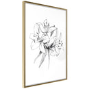 Poster - Sketch of Lillies  - goud
