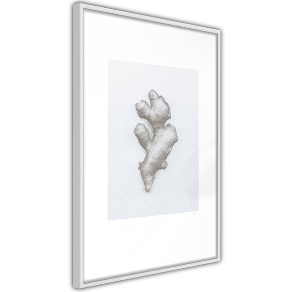Poster - Ginger Rhizome  - wit