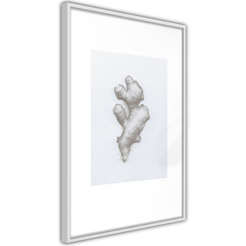 Poster - Ginger Rhizome  - wit