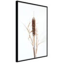 Poster - Typha  - zwart