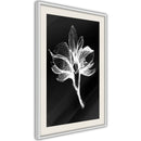 Poster - White Plant  - wit passepartout