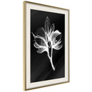 Poster - White Plant  - goud passepartout