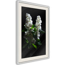 Poster - White Lilac  - wit passepartout