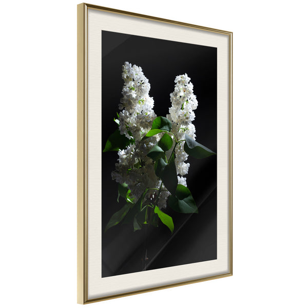 Poster - White Lilac  - goud passepartout