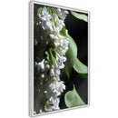 Poster - Fragrant Spring  - wit