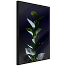 Poster - Floral Elegance  - zwart