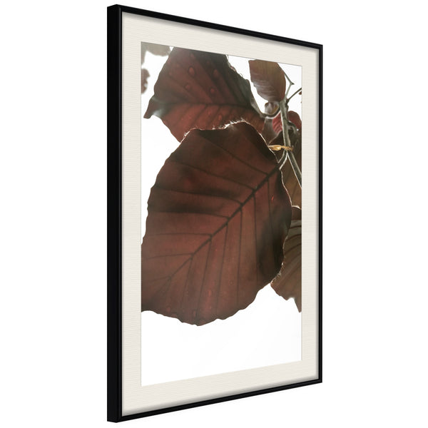 Poster - Burgundy Tilia Leaf  - zwart passepartout