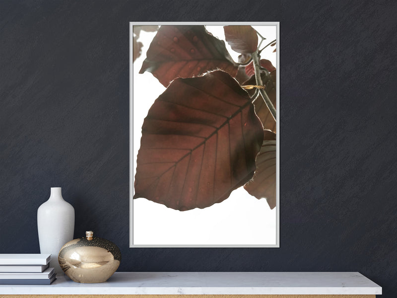Poster - Burgundy Tilia Leaf  - wit