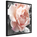 Poster - Delicate Rose  - zwart
