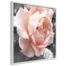 Poster - Delicate Rose  - wit