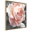 Poster - Delicate Rose  - goud