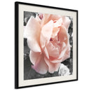 Poster - Delicate Rose  - zwart passepartout