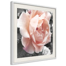 Poster - Delicate Rose  - wit passepartout