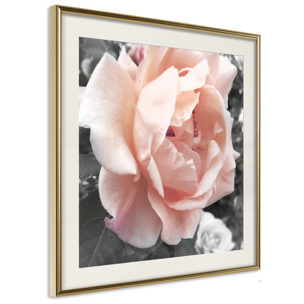 Poster - Delicate Rose  - goud passepartout