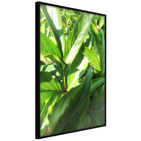 Poster - Somewhere in the Garden  - zwart