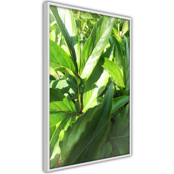 Poster - Somewhere in the Garden  - wit