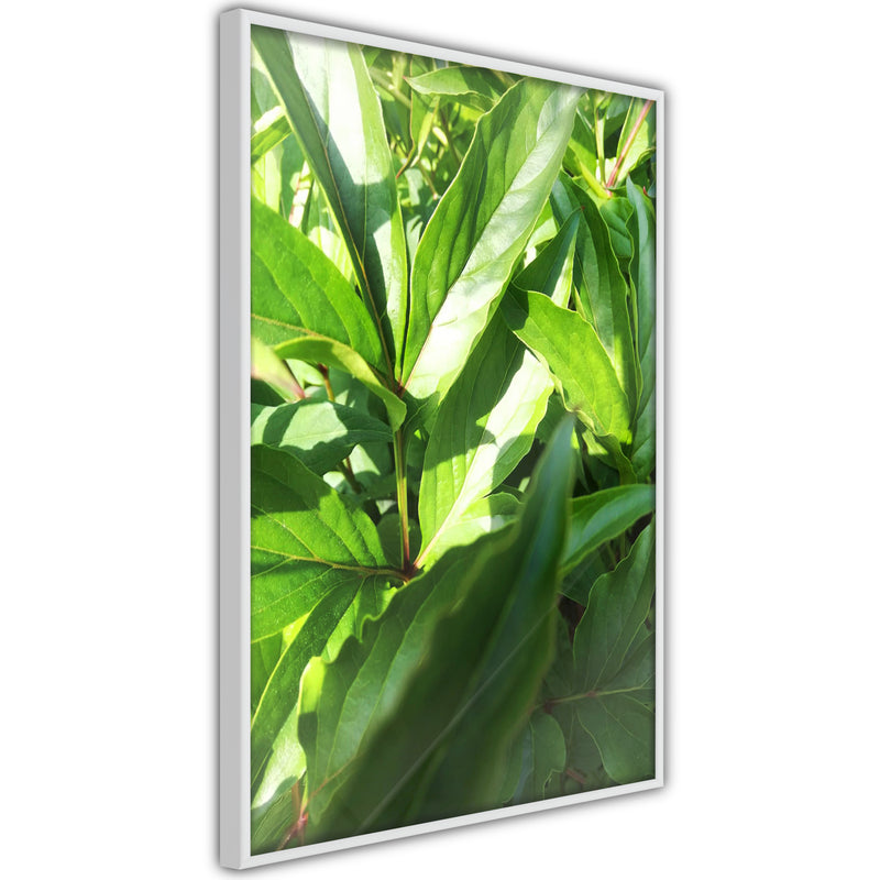 Poster - Somewhere in the Garden  - wit