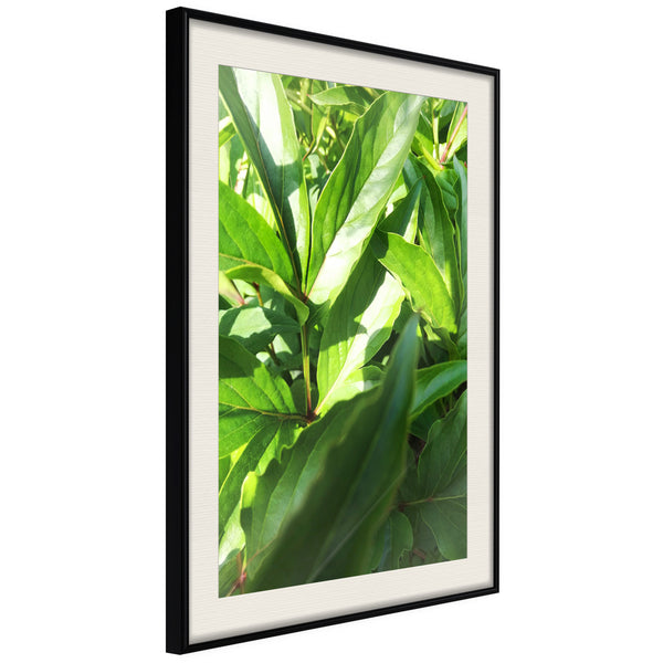 Poster - Somewhere in the Garden  - zwart passepartout
