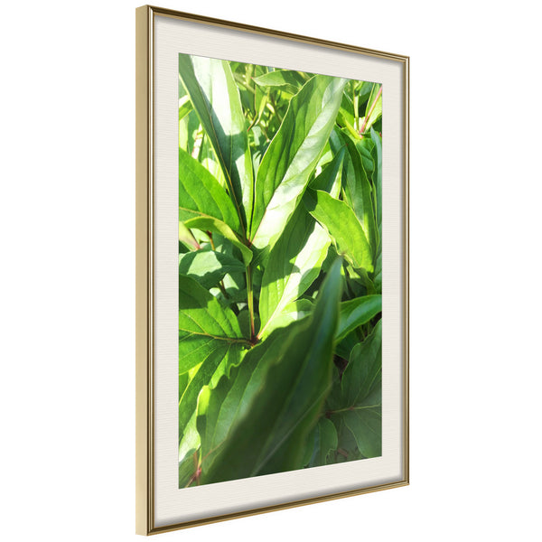 Poster - Somewhere in the Garden  - goud passepartout
