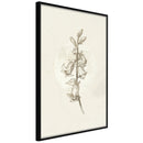 Poster - Beige Campanula  - zwart