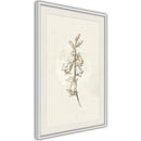 Poster - Beige Campanula  - wit passepartout