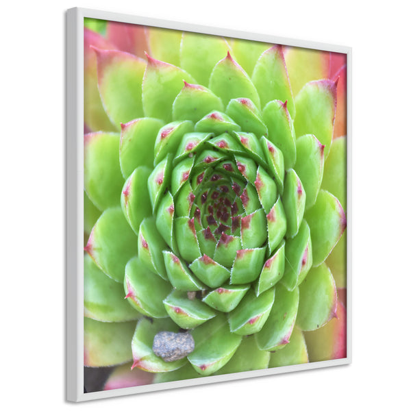 Poster - Stone Rose (Square)  - wit