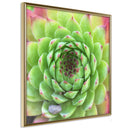 Poster - Stone Rose (Square)  - goud