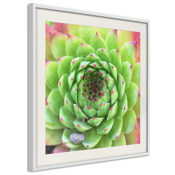 Poster - Stone Rose (Square)  - wit passepartout