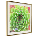 Poster - Stone Rose (Square)  - goud passepartout