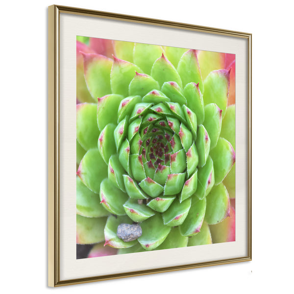 Poster - Stone Rose (Square)  - goud passepartout