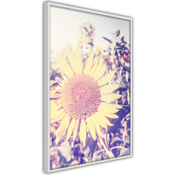 Poster - Facing the Sun  - wit