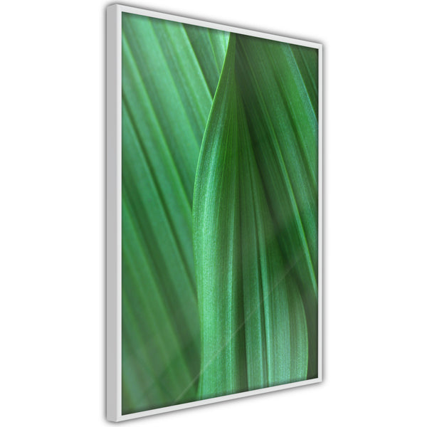 Poster - Leaf Structure  - wit