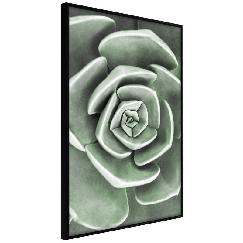 Poster - Robust Plant  - zwart