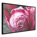 Poster - Blooming Rose  - zwart