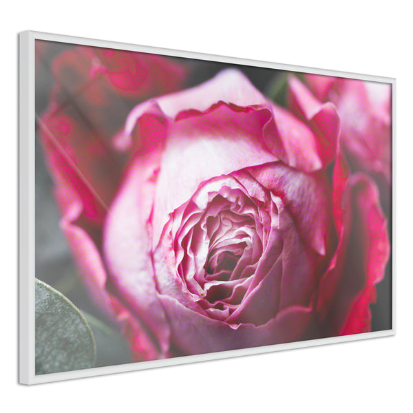 Poster - Blooming Rose  - wit