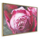 Poster - Blooming Rose  - goud