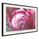 Poster - Blooming Rose  - zwart passepartout