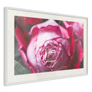 Poster - Blooming Rose  - wit passepartout