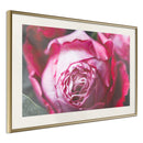 Poster - Blooming Rose  - goud passepartout