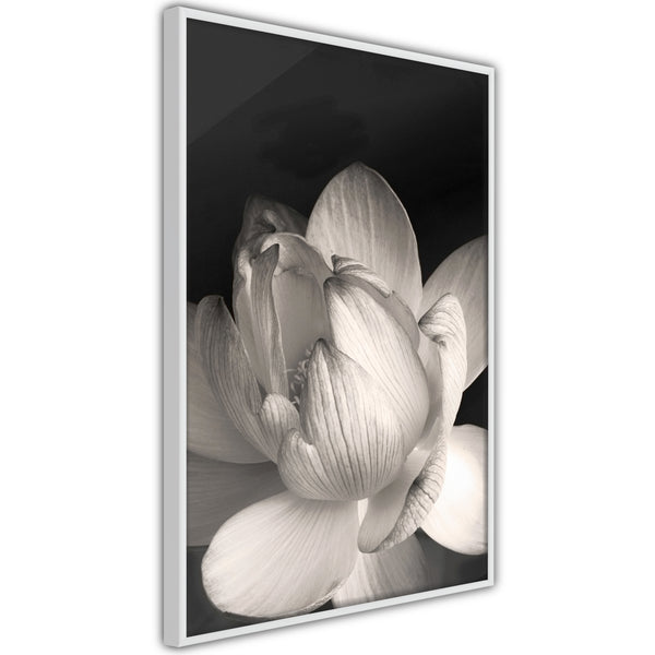 Poster - Delicacy of a Flower  - wit