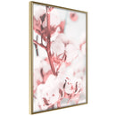 Poster - Cotton Flowers  - goud