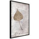 Poster - Dried Leaf  - zwart